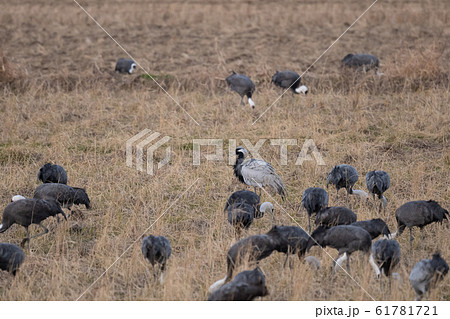 ブルブルするアネハヅル02 61781721