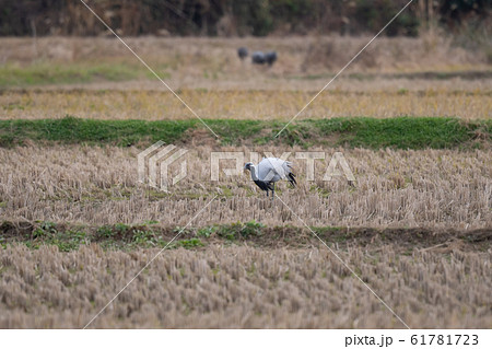 田んぼで休息するアネハヅル01 田んぼで休息するアネハヅル01 61781723