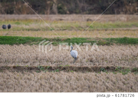 田んぼで休息するアネハヅル03 61781726