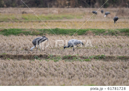田んぼで採餌するアネハヅルとナベヅル01 田んぼで採餌するアネハヅルとナベヅル01 61781728