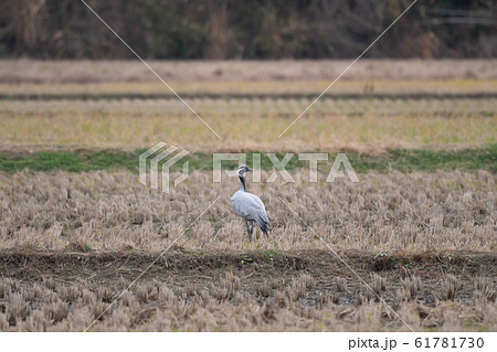田んぼで休息するアネハヅル05 61781730