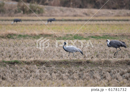 田んぼで採餌するアネハヅルとナベヅル03 61781732