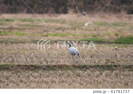 田んぼの畔で休息するアネハヅル01 61781737