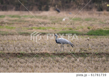 田んぼの畔で休息するアネハヅル02 田んぼの畔で休息するアネハヅル02 61781739