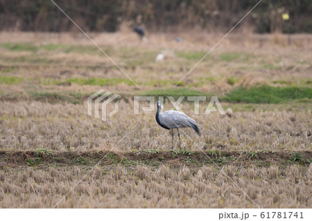 田んぼの畔で休息するアネハヅル04 61781741
