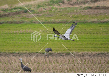 田んぼ上を飛翔するアネハヅル01 61781744