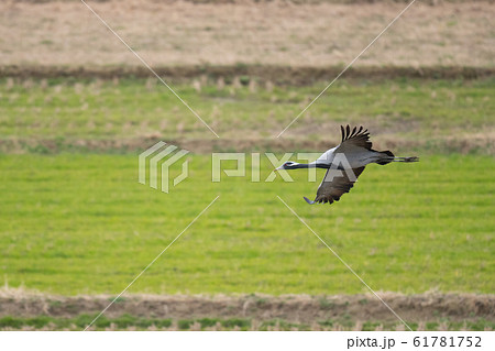 田んぼ上を飛翔するアネハヅル06 61781752