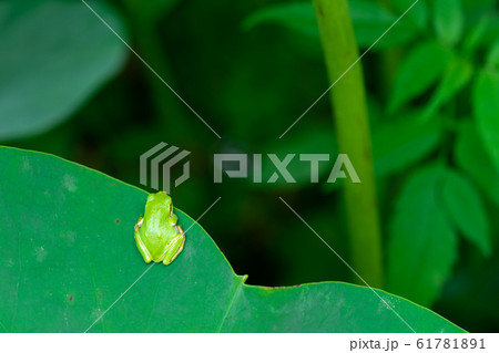 蓮の葉の上にいるアマガエル 61781891