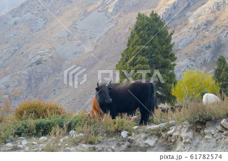 yak (Black Himalayan ox) standing on mountain. yak (Black Himalayan ox) standing on mountain. 61782574
