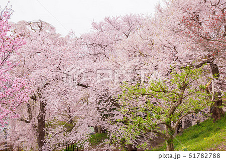日本さくら名所100選 烏帽子山公園 日本さくら名所100選 烏帽子山公園 61782788