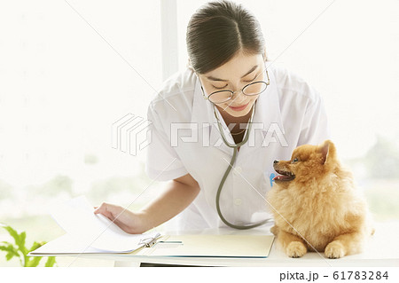 小型犬の診察を行う若い女性 61783284