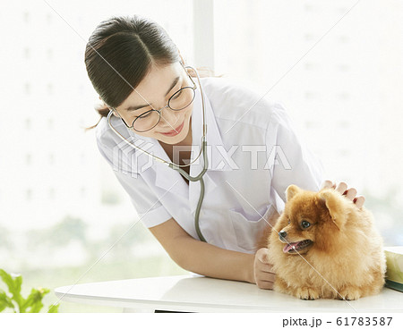 小型犬の診察を行う若い女性 小型犬の診察を行う若い女性 61783587