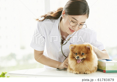 小型犬の診察を行う若い女性 61783879