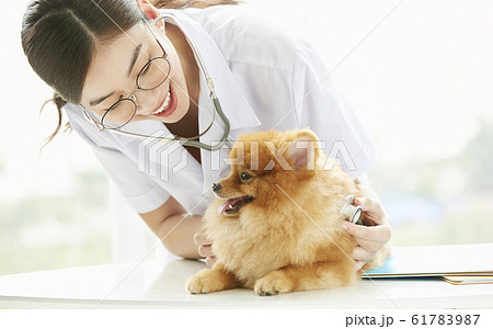 小型犬の診察を行う若い女性 61783987