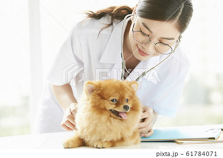 小型犬の診察を行う若い女性 61784071