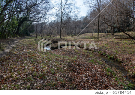 北本自然観察公園　清水　埼玉県北本市 61784414