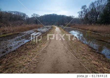 北本自然観察公園 遊歩道 埼玉県北本市 北本自然観察公園 遊歩道 埼玉県北本市 61784418