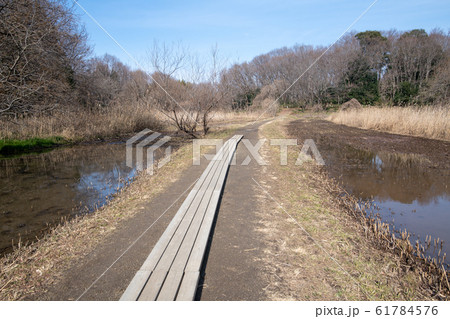 北本自然観察公園 遊歩道 埼玉県北本市 北本自然観察公園 遊歩道 埼玉県北本市 61784576