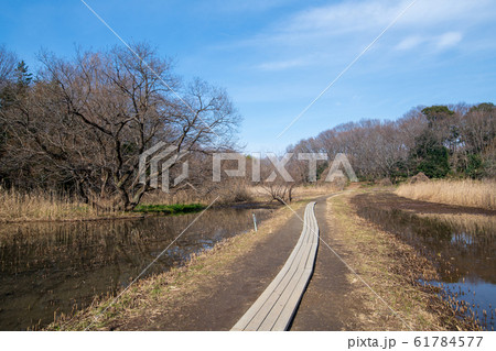 北本自然観察公園 遊歩道 埼玉県北本市 北本自然観察公園 遊歩道 埼玉県北本市 61784577