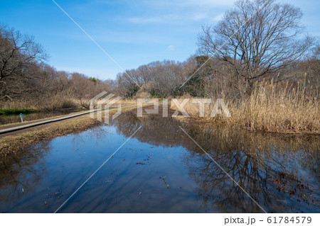北本自然観察公園　湿地帯　埼玉県北本市 61784579