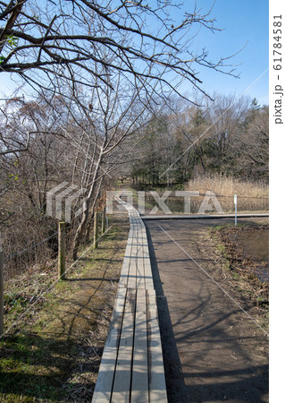 北本自然観察公園 遊歩道 埼玉県北本市 北本自然観察公園 遊歩道 埼玉県北本市 61784581