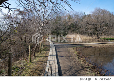 北本自然観察公園 遊歩道 埼玉県北本市 北本自然観察公園 遊歩道 埼玉県北本市 61784582