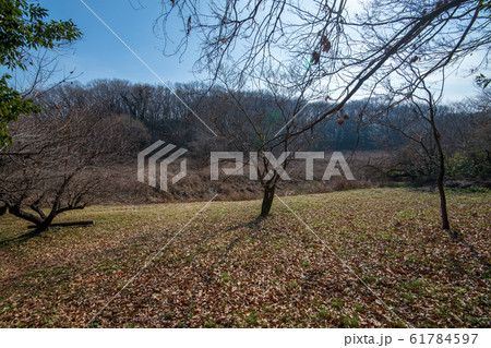 北本自然観察公園　　埼玉県北本市 61784597
