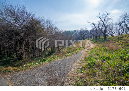 北本自然観察公園　　埼玉県北本市 61784601