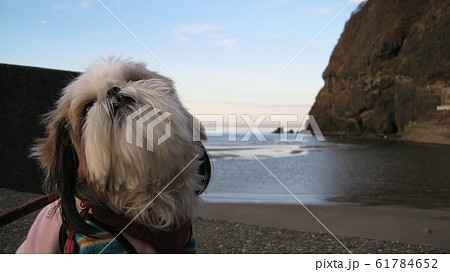 海岸で犬のシーズーの顔アップ 海岸で犬のシーズーの顔アップ 61784652