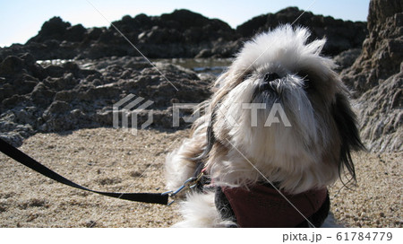 笹川流れの砂浜で空を見つめる犬のシーズー 笹川流れの砂浜で空を見つめる犬のシーズー 61784779