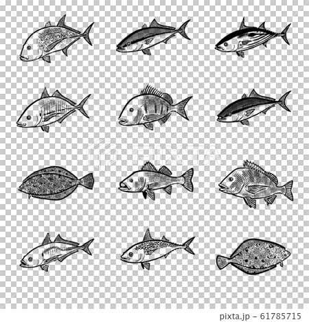 海水魚 イラスト 白黒 セット2のイラスト素材