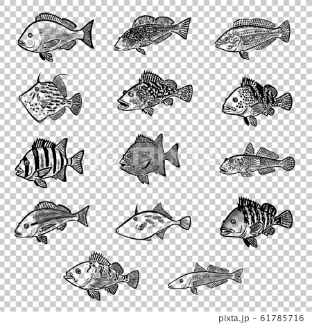 海水魚 イラスト 白黒 セット3のイラスト素材