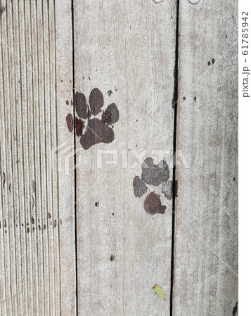 犬 子犬 足跡 61785942