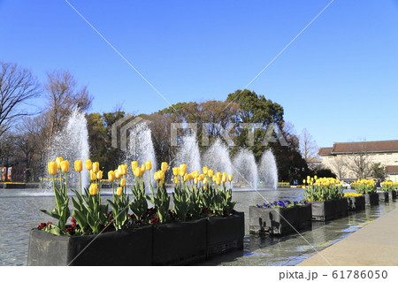 東京国立博物館と噴水 61786050