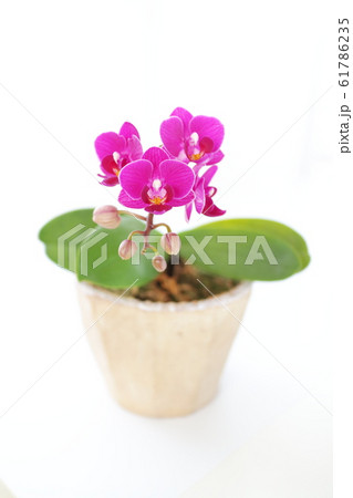 ミディ胡蝶蘭 61786235