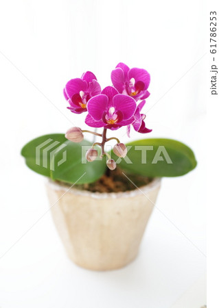 ミディ胡蝶蘭 61786253