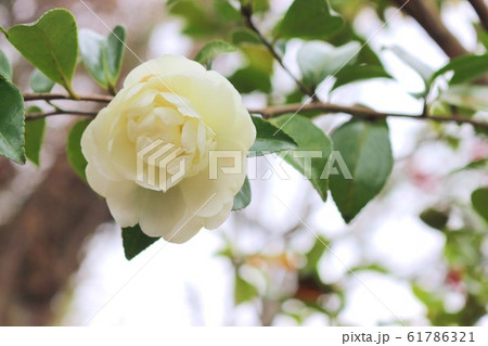 白い山茶花 61786321