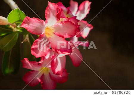 Pink Adenium Obesum flowers in garden. 61786326