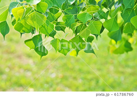 ナンキンハゼの葉 61786760