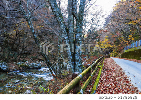 【山梨県】紅葉の本谷川渓谷 【山梨県】紅葉の本谷川渓谷 61786829