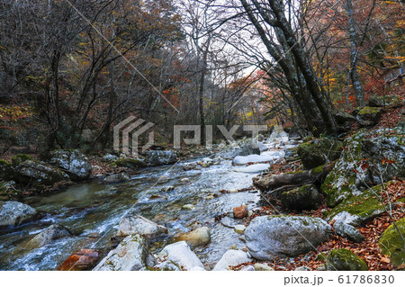 【山梨県】紅葉の本谷川渓谷 61786830