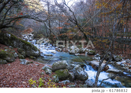 【山梨県】紅葉の本谷川渓谷 【山梨県】紅葉の本谷川渓谷 61786832