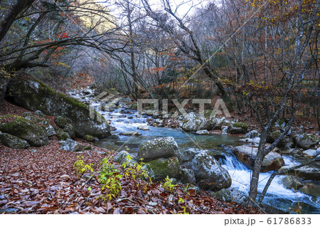【山梨県】紅葉の本谷川渓谷 【山梨県】紅葉の本谷川渓谷 61786833