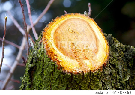 果実の剪定 61787363