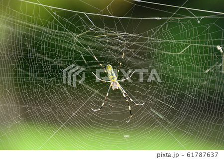 ジョロウグモ 61787637
