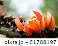 Beautiful orange flowers blooming close up on 61788197