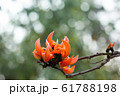 Beautiful orange flowers blooming close up on 61788198