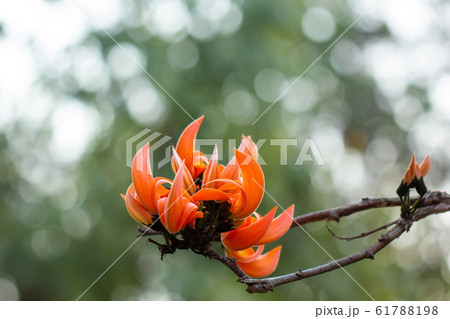 Beautiful orange flowers blooming close up on Beautiful orange flowers blooming close up on 61788198