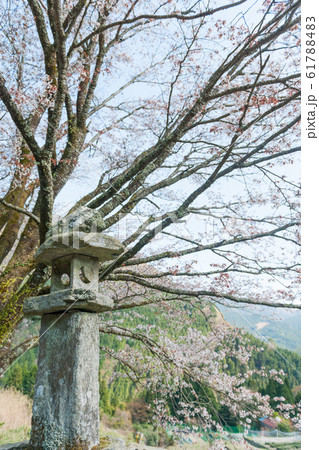 落人の里の山桜 61788483