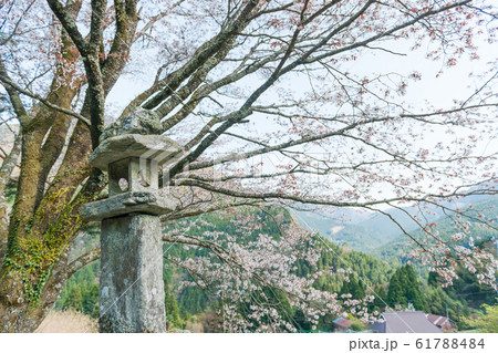 落人の里の山桜 61788484
